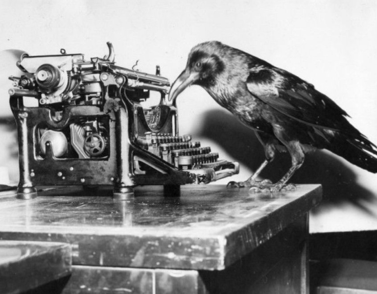 Jimmy, le corbeau star d'Holywood, en pleine séance de tournage