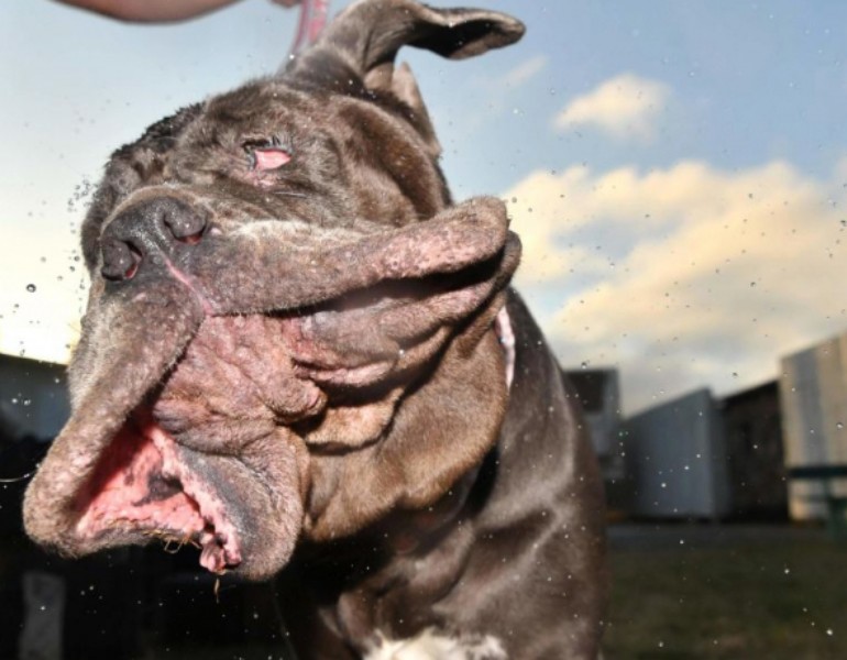 Martha en 2017, un chien aussi moche que gentil