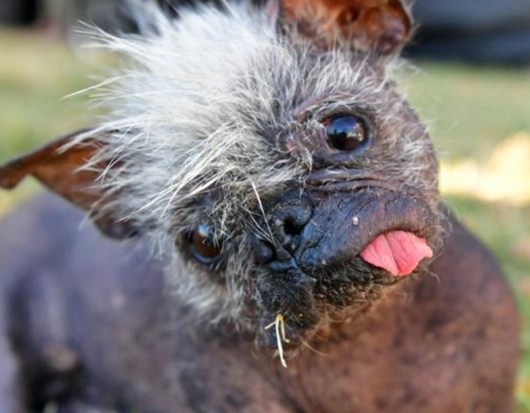 Mr Happy Face, chien le plus moche, concours 2022