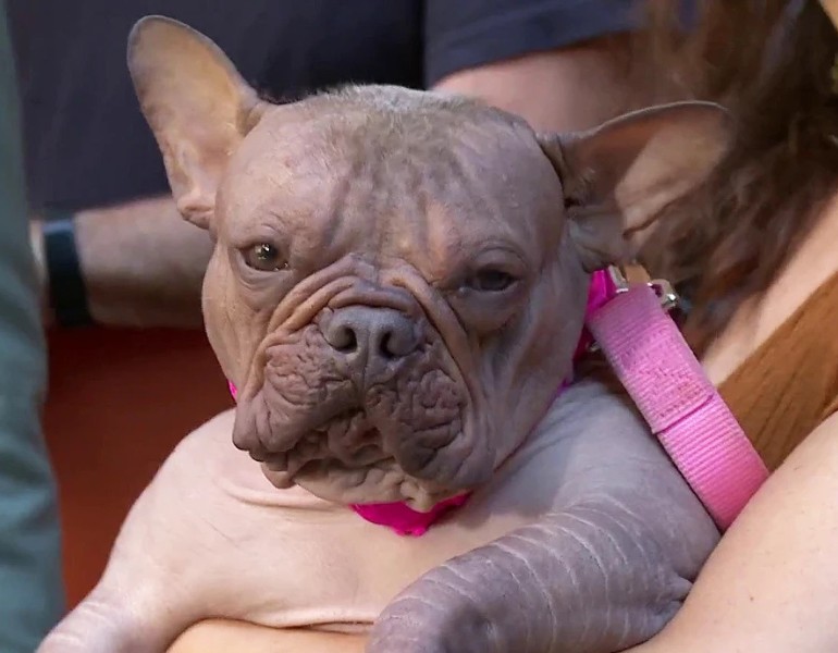 Petunia, le chien le plus moche du monde en 2025 !