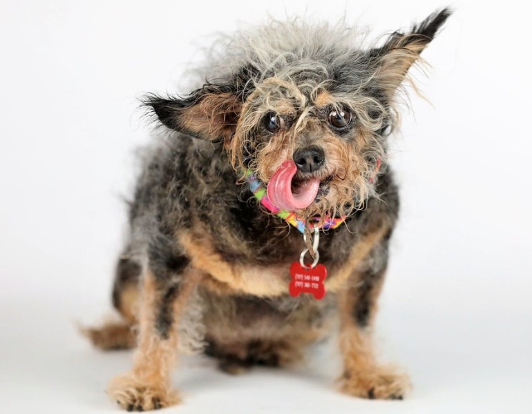 Scamp the Tramp sacré chien le plus laid en 2019
