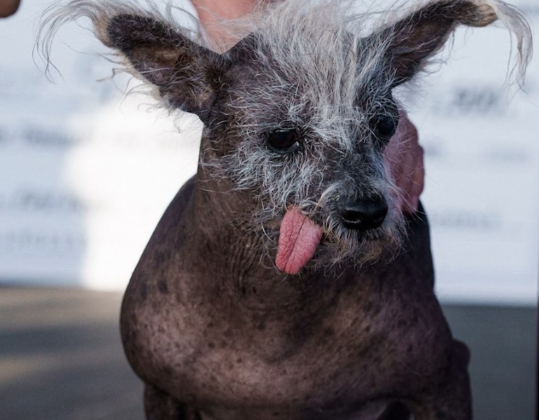 Scooter chien le plus laid en 2023