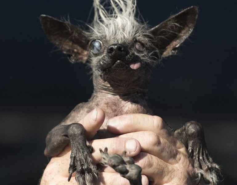 Sweepee Rambo en 2016, élu chien le plus laid en 2016