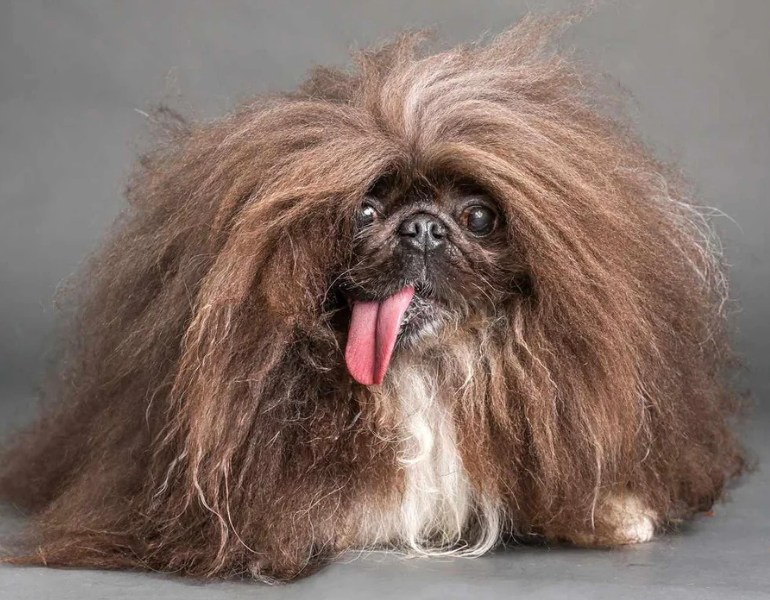 Wild Thang, vainqueur du concours en 2024