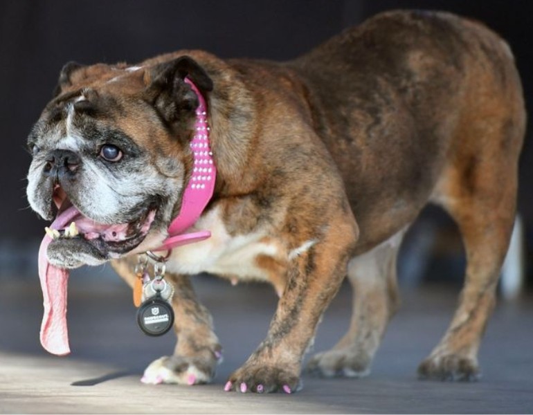 Zsa Zsa et sa langue bien pendante, concours 2018, chien le plus moche